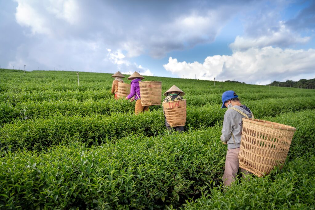 Boosting Yields, Reducing Footprint: Qarbotech’s Sustainable Solution For A Greener Future